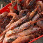 Regulators Block Maine Shrimp Fishery for Three More Years