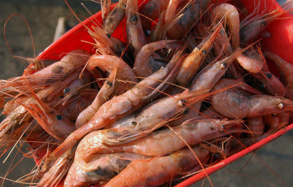 The Atlantic States Marine Fisheries Commission voted Friday, Nov. 16, to cancel the fishing seasons for Maine shrimp through 2021. (Gabor Degre photo, Bangor Daily News)