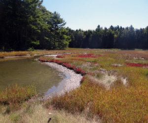 A view of the salt marshes at the Cooper Donation in Dutch Neck.