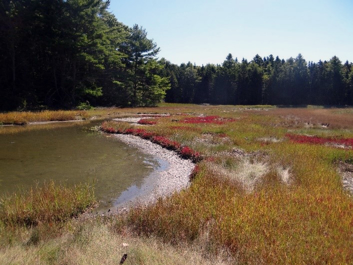 A view of the salt marshes at the Cooper Donation in Dutch Neck.