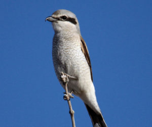 The northern shrike is a predatory songbird that winters in the northern United States.