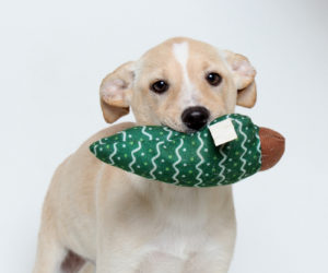 Sadie, adopted earlier this year from Midcoast Humane, plays with her festive toy.