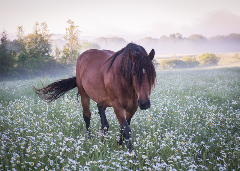 Kelsey Kobik's photo of a horse at Goranson Farm in Dresden received 116 votes to take third place in the 2018 #LCNme365 photo contest. Kobik, of Portland, won the July contest.