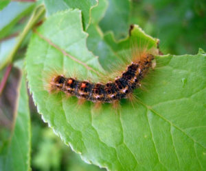 Browntail moth caterpillars can be identified by the two distinctive orange dots at the tail end and white tufts along the sides.