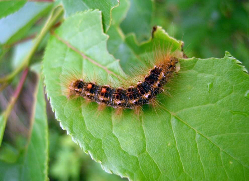 Browntail moth caterpillars can be identified by the two distinctive orange dots at the tail end and white tufts along the sides.