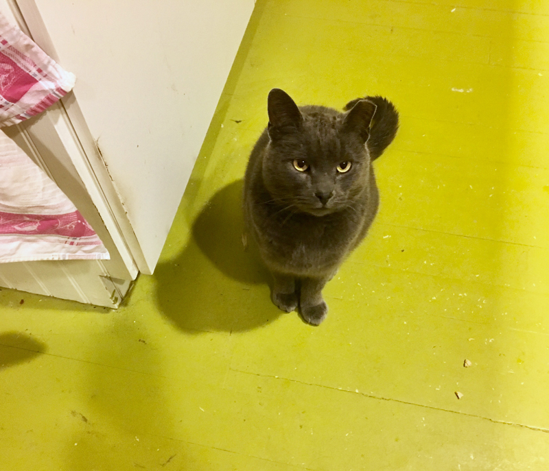 Every time I turned around while cooking or making shot glasses, there was Bunny, who had sneaked into the kitchen, watching my every move. (Suzi Thayer photo)