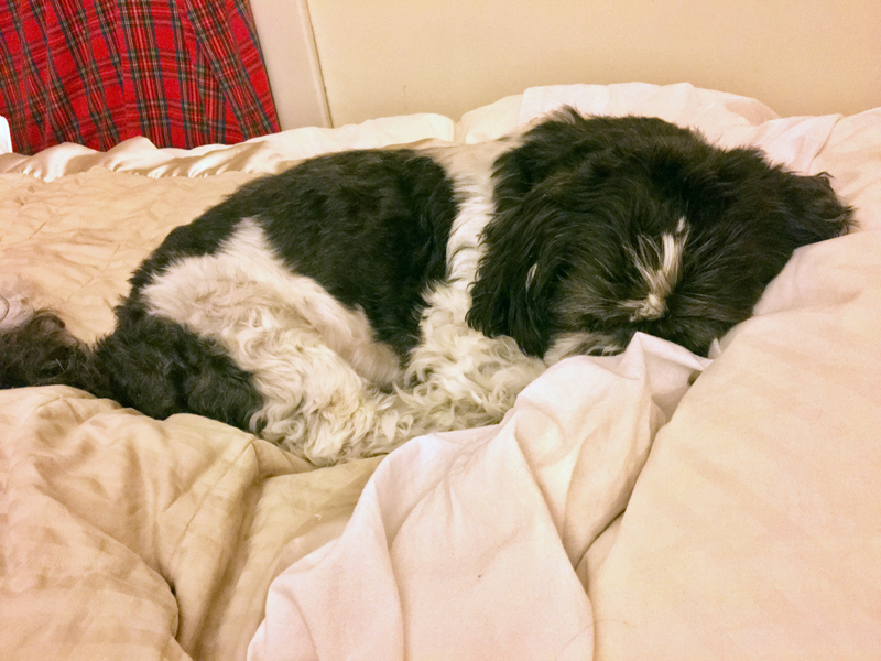 Elliot slept through the whole thing, custard pies, chocolate shot glasses, blizzard and all. (Suzi Thayer photo)