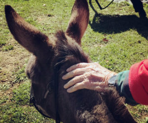 The hands of a 100-year-old visitor communing with a donkey.