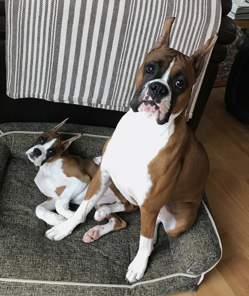 Prince with his little sister, Billie Jean, at home in Dresden. (Photo courtesy Debbie Gagnon)