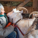 Import Restrictions Imperil Waldoboro Farm’s Bid to Save Icelandic Goats