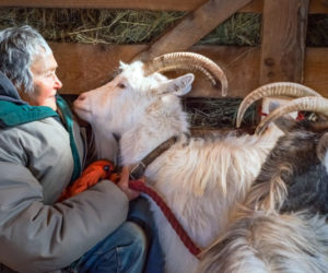 Jo Ann Myers, owner of Beau Chemin Preservation Farm in Waldoboro, with goats Stargazer and Starbaby. Stargazer, the all-white goat on the left, is 75 percent Icelandic goat, and Starbaby is 87 percent Icelandic goat. Their Icelandic names are Tigulldottir and Bobodottir, respectively. (Photo courtesy Melville McLean)