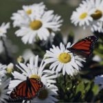 Planting Native Milkweed and Wildflowers to Help Monarch Butterflies Thrive