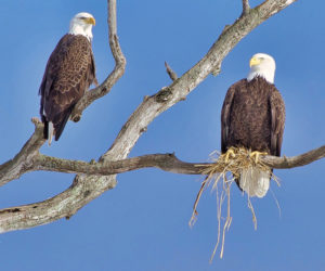 Kenny Ames, of Waldoboro, received the most votes with his photo of a pair of bald eagles to become the second monthly winner of the 2019 #LCNme365 photo contest. Ames will receive a $50 gift certificate to Rising Tide Co-op, of Damariscotta, the sponsor of the February contest.