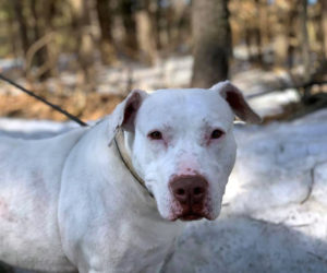 Shasha the dog has been up for adoption at Midcoast Humane for 309 days.