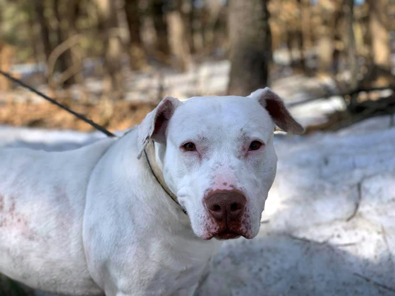 Shasha the dog has been up for adoption at Midcoast Humane for 309 days.