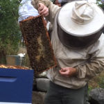 Beekeepers to Meet May 4 in Whitefield