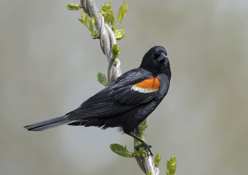 A red-winged blackbird.