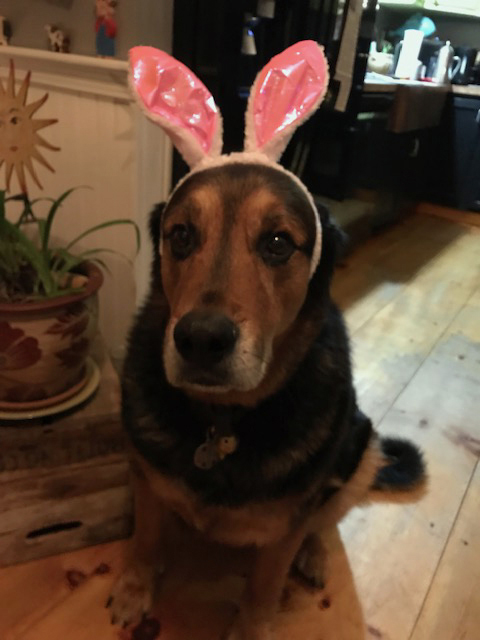 Chunk looks forward to a visit from the Easter Bunny.