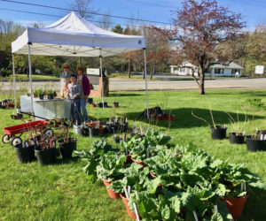 Ann Springhorn, Carole Dunbar, and a young helper get ready for the Garden Club of Wiscasset's annual plant sale.