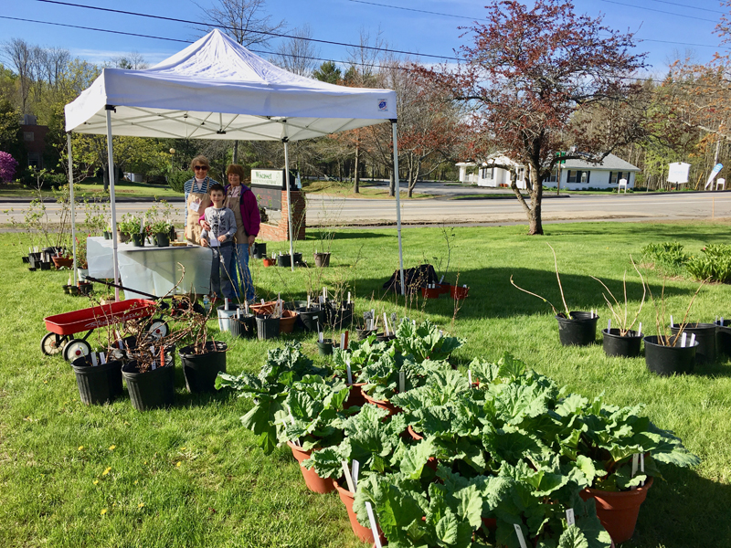 Ann Springhorn, Carole Dunbar, and a young helper get ready for the Garden Club of Wiscasset's annual plant sale.