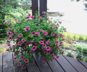 "We reuse our own large flower pots and hanging baskets each year, placing them on our large deck overlooking the harbor," says LCN reporter Candy Congdon. (Candy Congdon photo)