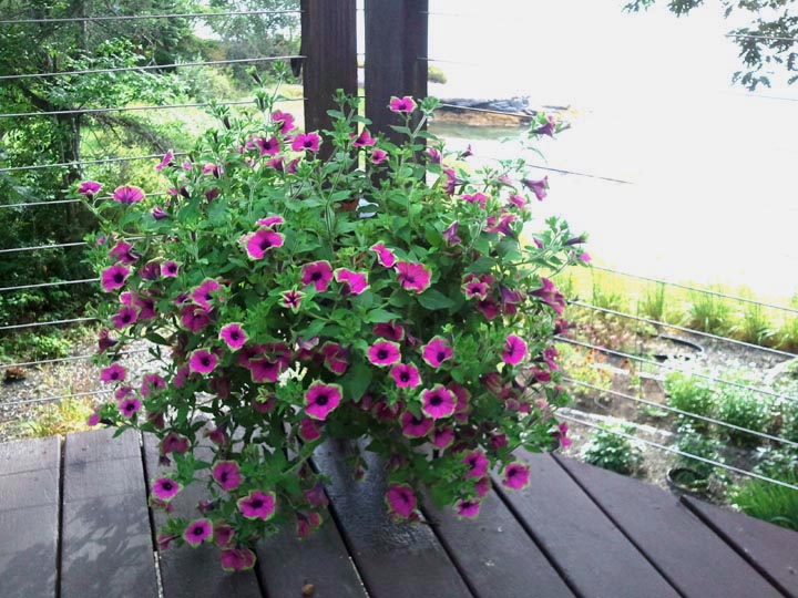 "We reuse our own large flower pots and hanging baskets each year, placing them on our large deck overlooking the harbor," says LCN reporter Candy Congdon. (Candy Congdon photo)