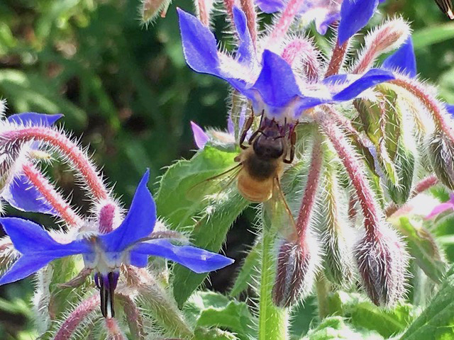 A honey bee visits a borage flower. (Photo courtesy Alicia OConnell)