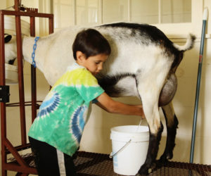 Keiran Roopchand milks a dairy goat at Pumpkin Vine Family Farm, Somerville. (Photo courtesy Kelly Payson-Roopchand)