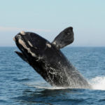 Climate Driving New Right Whale Movement