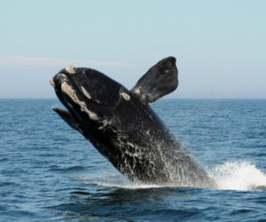 A North Atlantic right whale breaches. (Photo courtesy Anderson Cabot Center for Ocean Life, New England Aquarium)