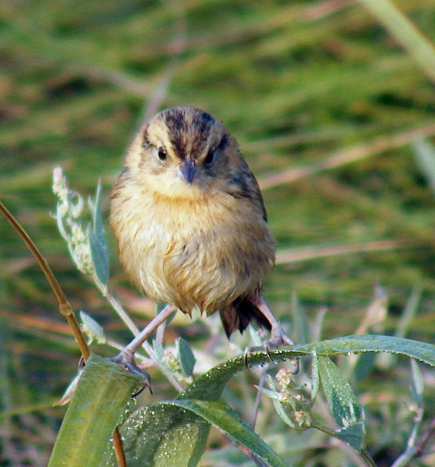 Whether birds, bogs, boulders, or blooms are of interest, there is something for everyone at Hidden Valley Nature Center this May.