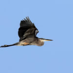Great Blue Heron Focus of Aquatic Inhabitants Lecture Series