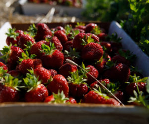 A bin of freshly picked strawberries in a field at Sheepscot General. The farm has been offering pick-your-own stawberries since July 3. (Photo courtesy Ben Marcus)