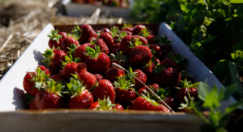 A bin of freshly picked strawberries in a field at Sheepscot General. The farm has been offering pick-your-own stawberries since July 3. (Photo courtesy Ben Marcus)