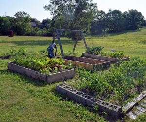 The Edgecomb Eddy School and Family Garden blooms with vegetables and flowers. The garden is in front of the school, on the lawn past the roundabout at the front entrance. (Jessica Clifford photo)