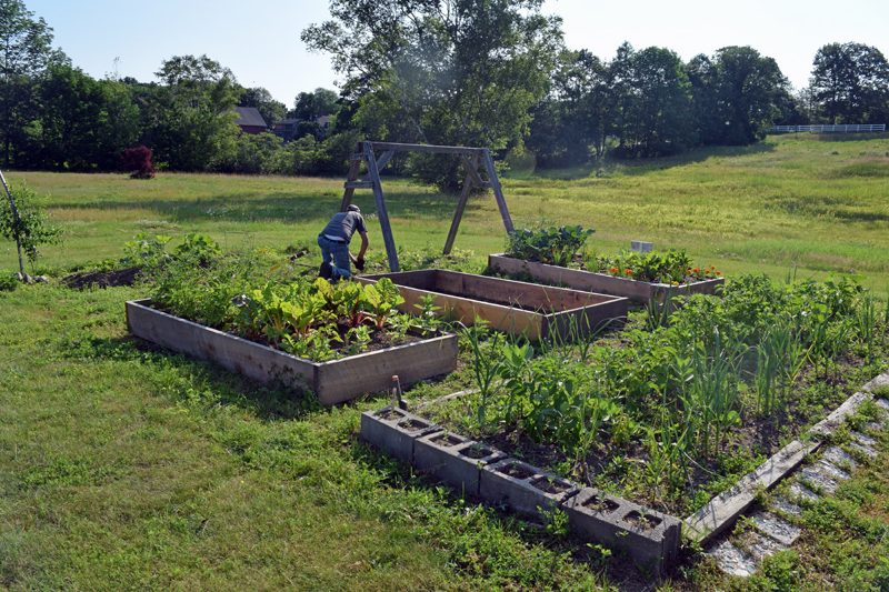 The Edgecomb Eddy School and Family Garden blooms with vegetables and flowers. The garden is in front of the school, on the lawn past the roundabout at the front entrance. (Jessica Clifford photo)