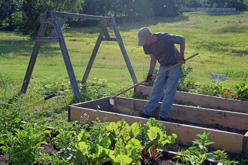 Bill Prince, a member of the Boothbay Harbor Rotary Club, works in a raised bed in the Edgecomb Eddy School and Family Garden on July 9. (Jessica Clifford photo)