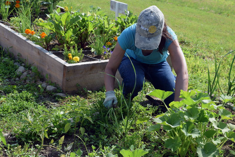 Ingrid Merrill, volunteer coordinator of the Edgecomb Eddy School and Family Garden, weeds the garden July 9. (Jessica Clifford photo)