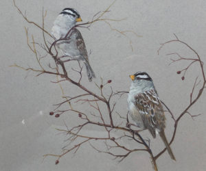 "White Crowned Sparrows," by Julie Babb.