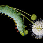 Coastal Maine Botanical Gardens Welcomes Back Caterpillar Lab