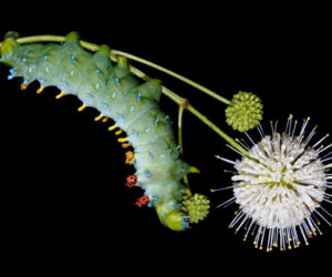 In its ongoing mission to cultivate curiosity, Coastal Maine Botanical Gardens will host educator and nature photographer Samuel Jaffe and the Caterpillar Lab July 25-29.