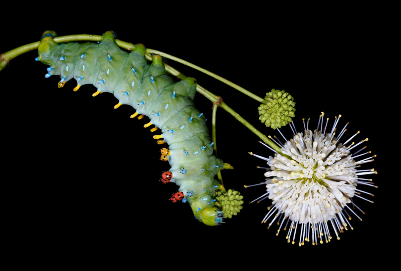 In its ongoing mission to cultivate curiosity, Coastal Maine Botanical Gardens will host educator and nature photographer Samuel Jaffe and the Caterpillar Lab July 25-29.