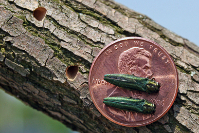 The emerald ash borer is now found in the St. John Valley and in York County. Beetle larvae feed under tree bark, pupae overwinter in the wood, and the tiny adults emerge in spring leaving D-shaped exit holes. (Photo courtesy Maine Department of Agriculture, Conservation, and Forestry)