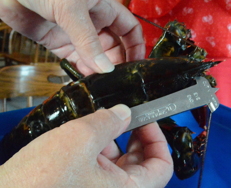 Sally Lobkowicz, director of Red Cloak Tours, demonstrates how to measure a lobster at The Lobster Haul in Damariscotta during a Historic Tidbit Tastings Tour on Wednesday, July 31. (Evan Houk photo)