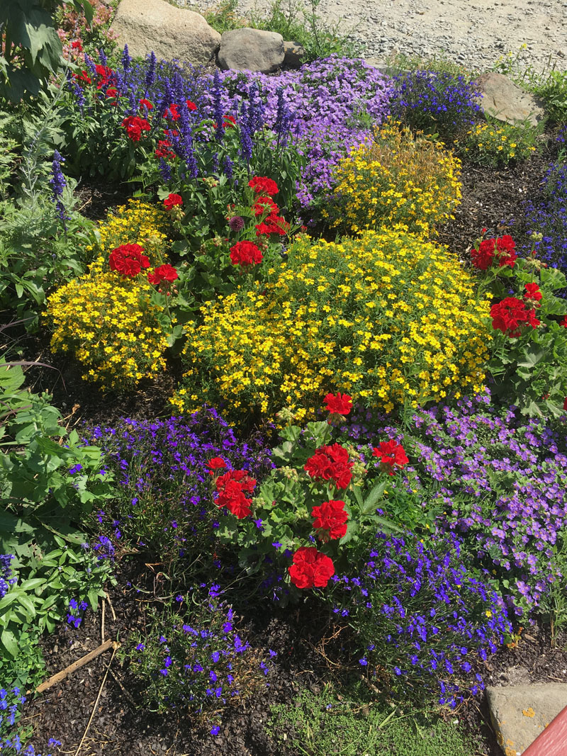 Stunning, colorful flowers on present-day Monhegan Island, very much like the ones Maud Briggs Knowlton loved to depict in her paintings. (Christine LaPado-Breglia photo)