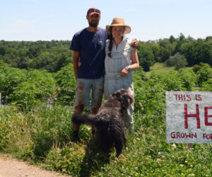 Ben Marcus and Taryn Hammer Marcus, with their dog, Olso, stand in front of their hemp fields at Sheepscot General Farm in Whitefield on July 18. The farm will offer a pick-your-own hemp option by appointment this fall. (Evan Houk photo)