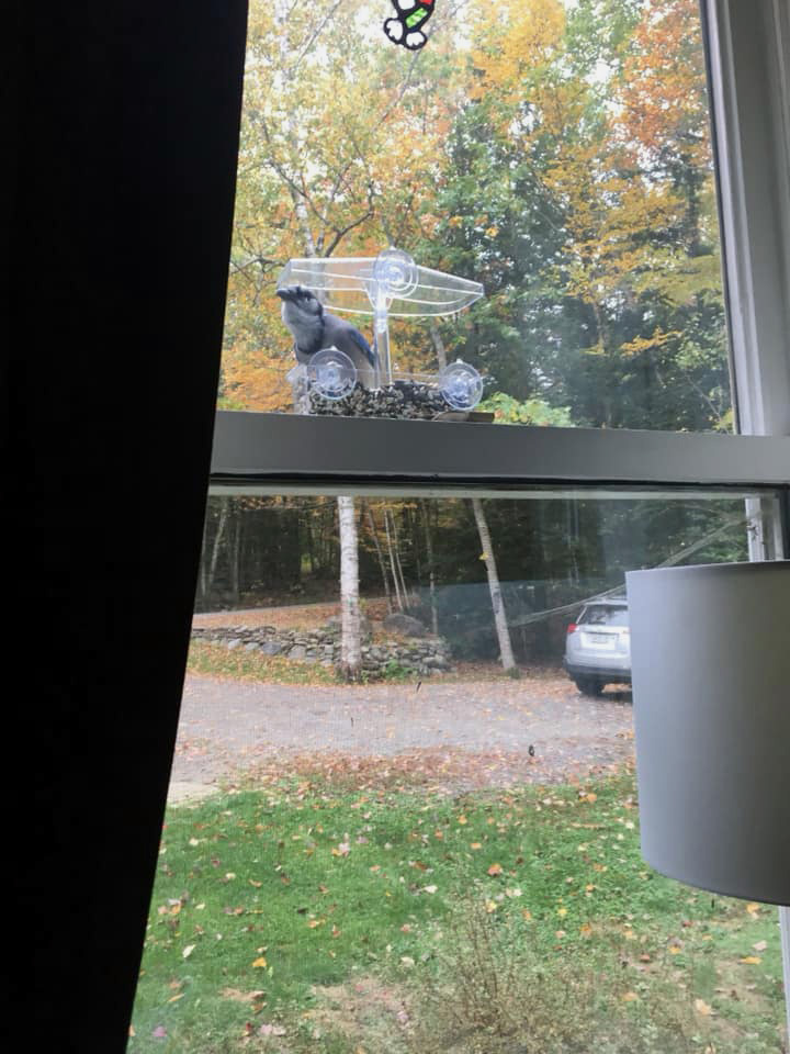 A blue jay stops for a morning snack in Newcastle. (Photo courtesy Natalie Emmons)