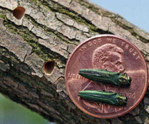 The emerald ash borer is now found in the St. John Valley and in York County. Beetle larvae feed under tree bark, pupate overwinter in the wood, and the tiny adults emerge in spring, leaving D-shaped exit holes.