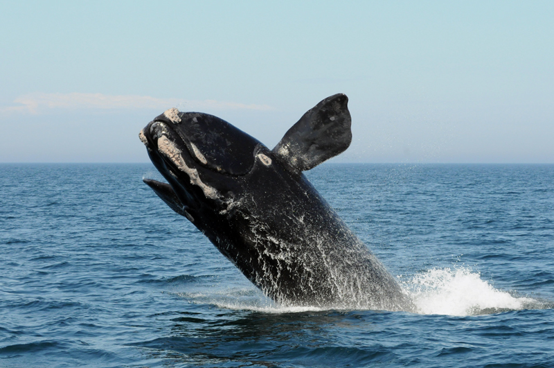 A North Atlantic right whale breaches in the Bay of Fundy. During a Cafe Sci event at Bigelow Laboratory for Ocean Sciences on uesday, Aug. 13 at 5 p.m., researcher Nick Record will discuss the environmental changes impacting right whales in the Gulf of Maine and how conservation strategies can keep up. (Photo courtesy Anderson Cabot Center for Ocean Life, New England Aquarium)