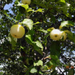 Land Trust to Host Third Annual Apple Festival at Oak Point Farm